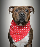 Toggles Polka Dot red Bandana / Scarf